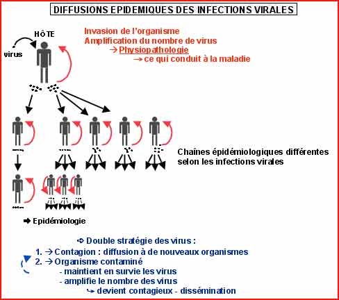 LA PHYSIOPATHOLOGIE DES INFECTIONS VIRALES