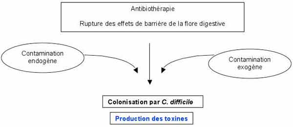 Toxine b de clostridium difficile traitement