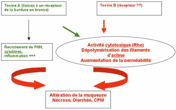 Toxine b de clostridium difficile traitement