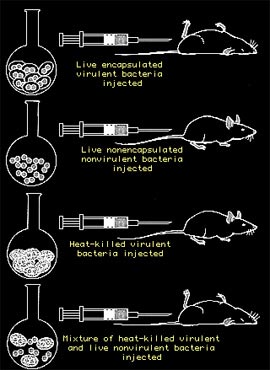 Transduction Et Conversion Lysogénique Download