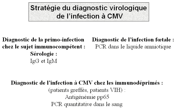 LES VIRUS DU GROUPE HERPESVIRIDÆ