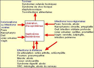 STAPHYLOCOCCUS