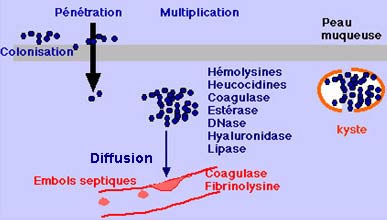 STAPHYLOCOCCUS